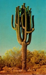 Cactus Giant Saguaro Cactus