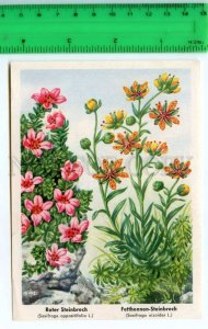 420840 GERMANY flowers Saxifraga Vintage Tobacco Card w/ ADVERTISING