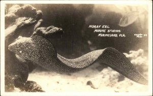 Marineland Florida FL Marine Studios Moray Eel Real Photo Vintage Postcard