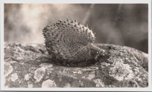 Indonesia Big Jackfruit Yogyakarta Java Vintage RPPC C146