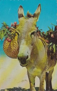 Jamaica Charlie The Donkey 1963