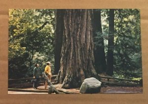 UNUSED POSTCARD MUIR WOODS NATIONAL MONUMENT, PINCHOT MEMORIAL, MILL VALLEY CAL.