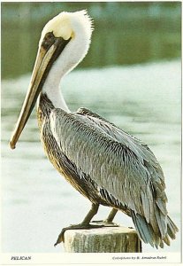 Pelican, Chrome Postcard