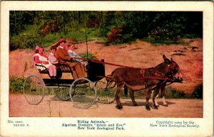 Algerian Donkeys New York Zoological Park New York  NY NYC UNP DB Postcard E7