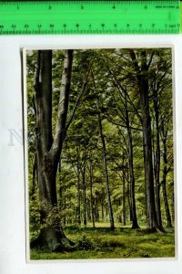 425135 GERMANY forest plants Fagus silvatica Hermann Fischer CIGARETTE Tobacco