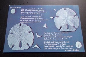 POSTCARD UNUSED - THE SAND DOLLAR