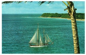 Sail Boat on the Coast Pam Trees Maui Pan American Airways Postcard