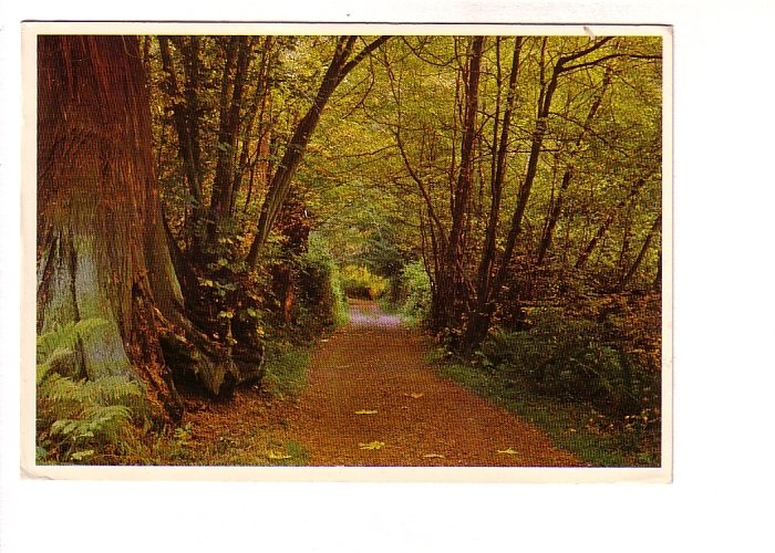 Autumn Path, Stanley Park, Vancouver, British Columbia, Used 1997