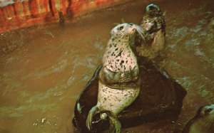 Vintage Postcard Seaside Aquarium Harbor Seals Mammals Famous Oregon Coast