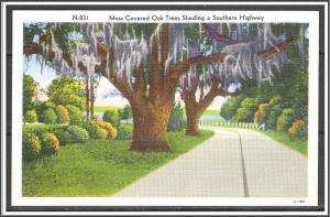 United States - Moss Covered Oak Trees On a Southern Highway - [MX-348]