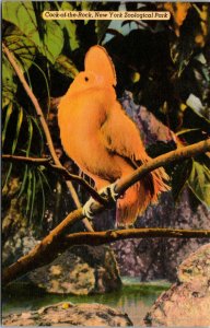 Vtg Cock Of The Rock New York Zoological Park New York City NY Linen Postcard