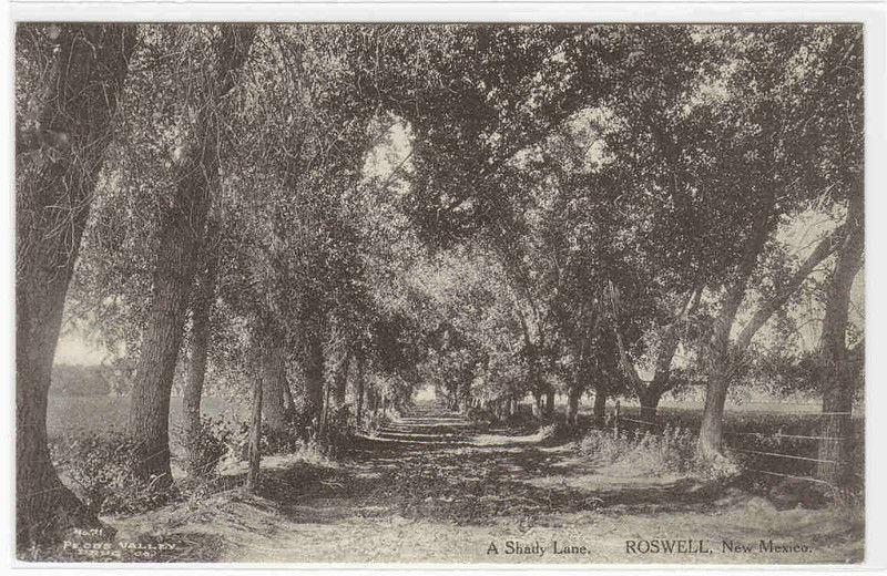 A Shady Lane Roswell New Mexico Albertype postcard