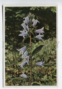 427959 Flower Campanula Trachelium Sammelwerk Tobacco Card w/ ADVERTISING