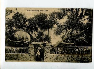 3138280 Egypt CAIRO Matarieh Holy Tree Caire Vintage PC