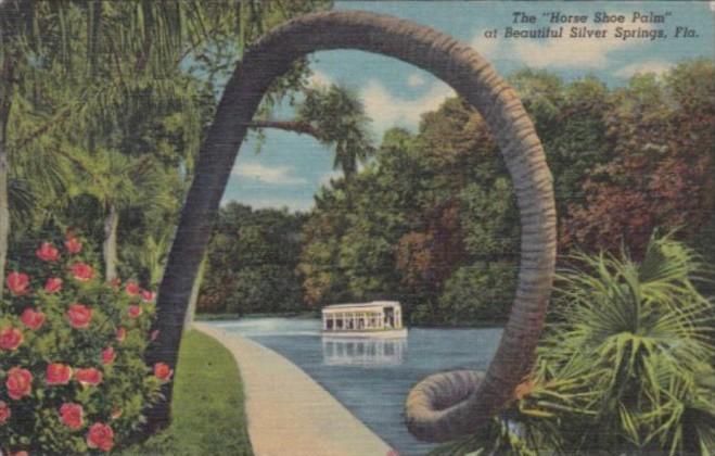 Florida Silver Springs The Horse Shoe Palm 1951 Curteich