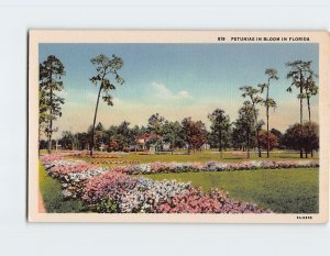 Postcard Petunias In Bloom In Florida