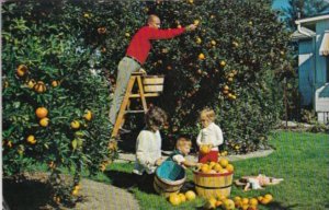 Florida Trees Residents Picking Oranges In Their Backyard 1982