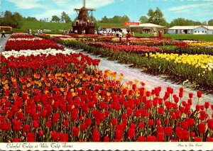 Michigan Holland Colorful Tulips At Nelis Tulip Farms