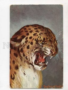 402596 Hunt LEOPARD Portrait by DONADINI vintage Postcard 