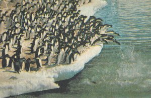 Smirnoff advertising postcard penguins big splash