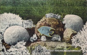 Bermuda, Coral Reef, Tropical Fish, Underwater Scene, Angelfish, 1910's