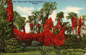 Florida The Flame Vine 1944 Curteich