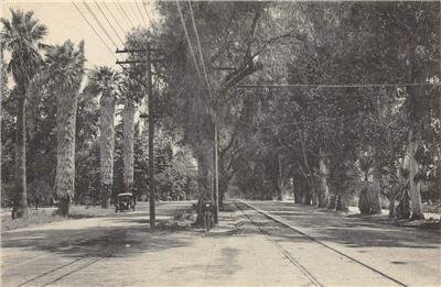 Magnolia Avenue RIVERSIDE, CA Street Scene c1910s Albertype Co. Vintage Postcard