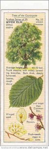 Typhoo Tea Vintage Trade Card Trees Of The Countryside 1936 No 10 Wych Elm