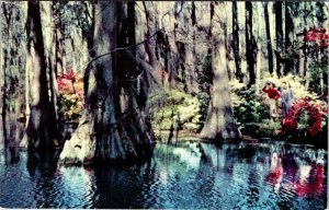 Postcard GARDEN SCENE Charleston South Carolina SC AM8127