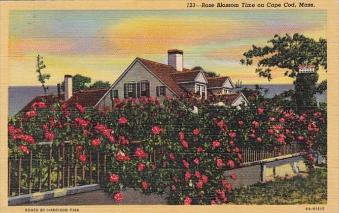 Massachusetts Cape Cod Rose Blossom Time 1956 Curteich