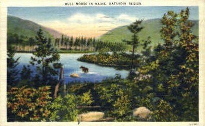 Bull Moose - Mt. Katahdin, Maine ME | Topics - Animals - Bull, Postcard