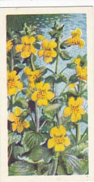 Brooke Bond Tea Trade Card Wild Flowers No 27 Monkey Flower