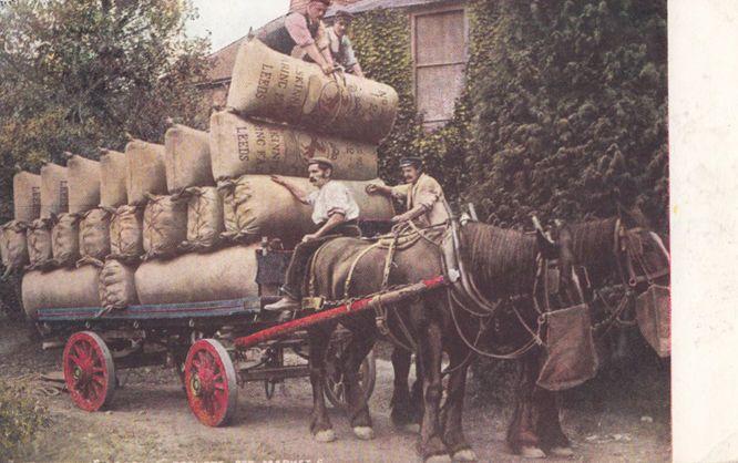 Hop Picking Loading Leeds Sacks Pockets for Markets Vintage Postcard