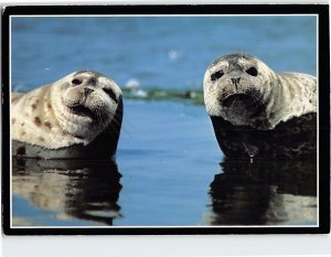 M-201142 Harbor Seals Central Coast Wildlife California USA