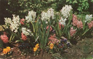 Postcard Spring Blooming Hyacinths And Pansies ME8.