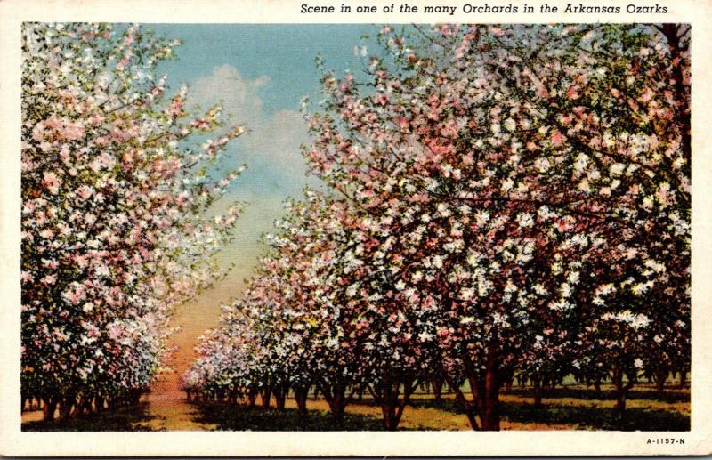 Arkansas Scene In One Of The Many Orchards In The Arkansas Ozarks 1942 Curteich