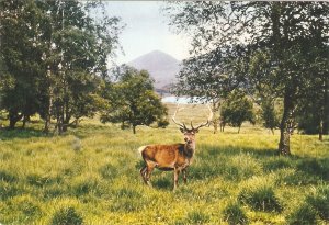 Animals. A Red Deer Stag Modern English photo postcard