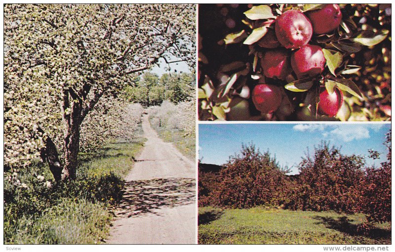 Apple Orchard , ROUGEMONT , Quebec , Canada , 50-60s