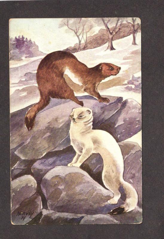 Animals Animal Postcard Artist Signed Painting Weasels Harvey Carte Postale