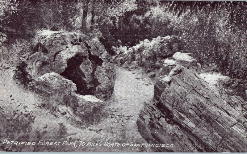 The Hollow Tree Petrified Forest San Francisco California Postcard