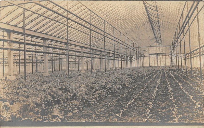 G48/ Interesting Real Photo RPPC Postcard c1910 Greenhouse Interior 12