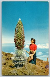 Postcard Silversword in Haleakala National Park - Hawaii