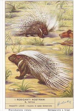 Liebig S1601 Rodents No 5 Porcupine