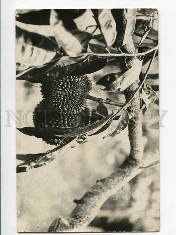 271040 INDONESIA HOLLAND INDIA durian fruit 1930 year RPPC