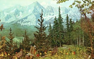 Postcard Coniferous Forest Exhibit Mt. Sneffels On Background Municipal Museum