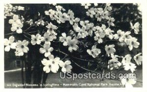 Dogwood Blossoms - Mammoth Cave National Park, KY