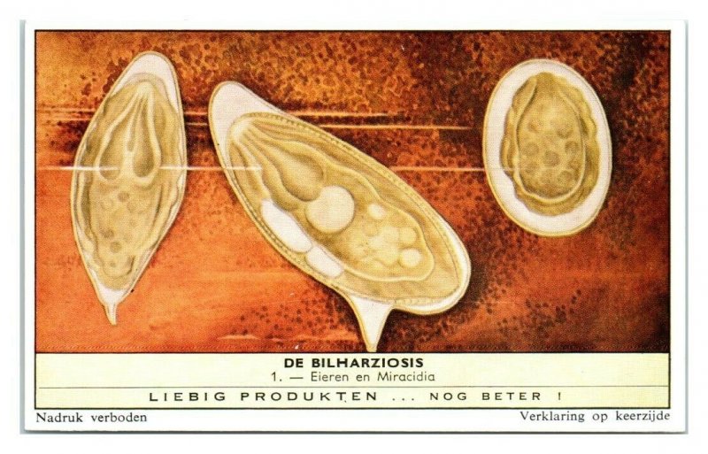 Eggs and Miracidia Larvae Schistosomiasis Bilharziosis Liebig Belgian Trade Card