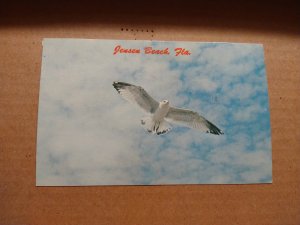 1970's Jensen Beach, Florida Seagull Bird in Flight Chrome Postcard