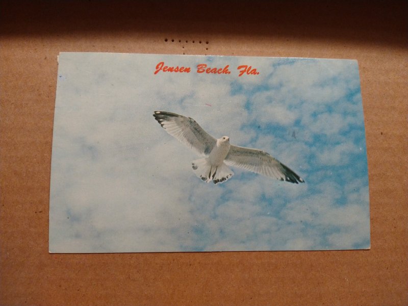 1970's Jensen Beach, Florida Seagull Bird in Flight Chrome Postcard