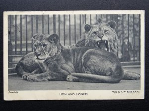 London Regent Park Zoo LION & LIONESS c1940 Postcard by F.W. Bond